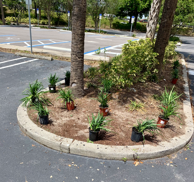 Parking lot island freshly planted and mulched around palm trunks