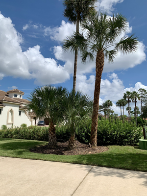 Tall trimmed palms against a bright sky beside a home